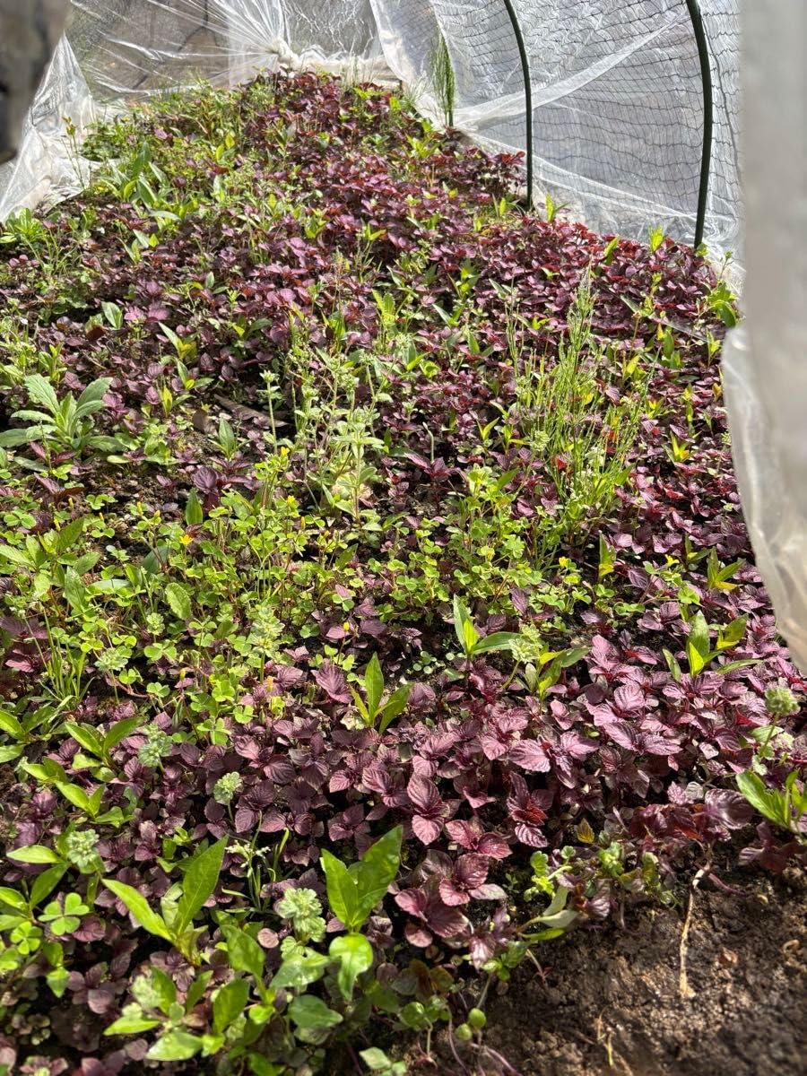 Amazon｜赤紫蘇の葉200g冷凍｜観葉植物 オンライン通販